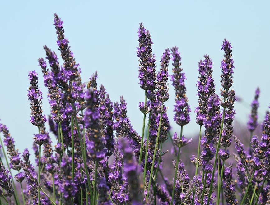 plant lavender flower blossom lupin purple
