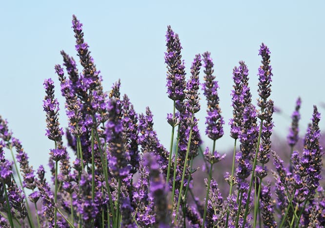 plant lavender flower blossom lupin purple
